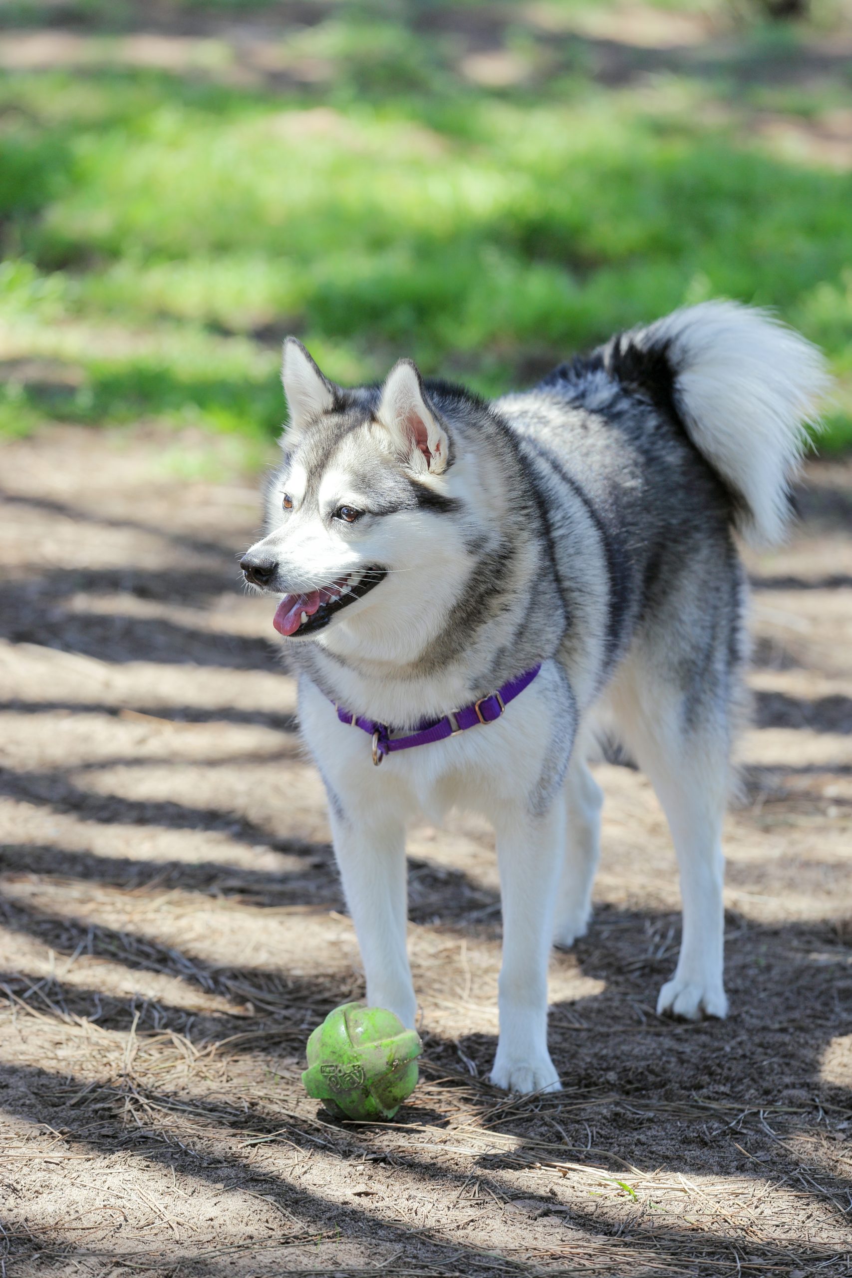 אלסקן קליי קאי Alaskan Klee Kai - אלונים