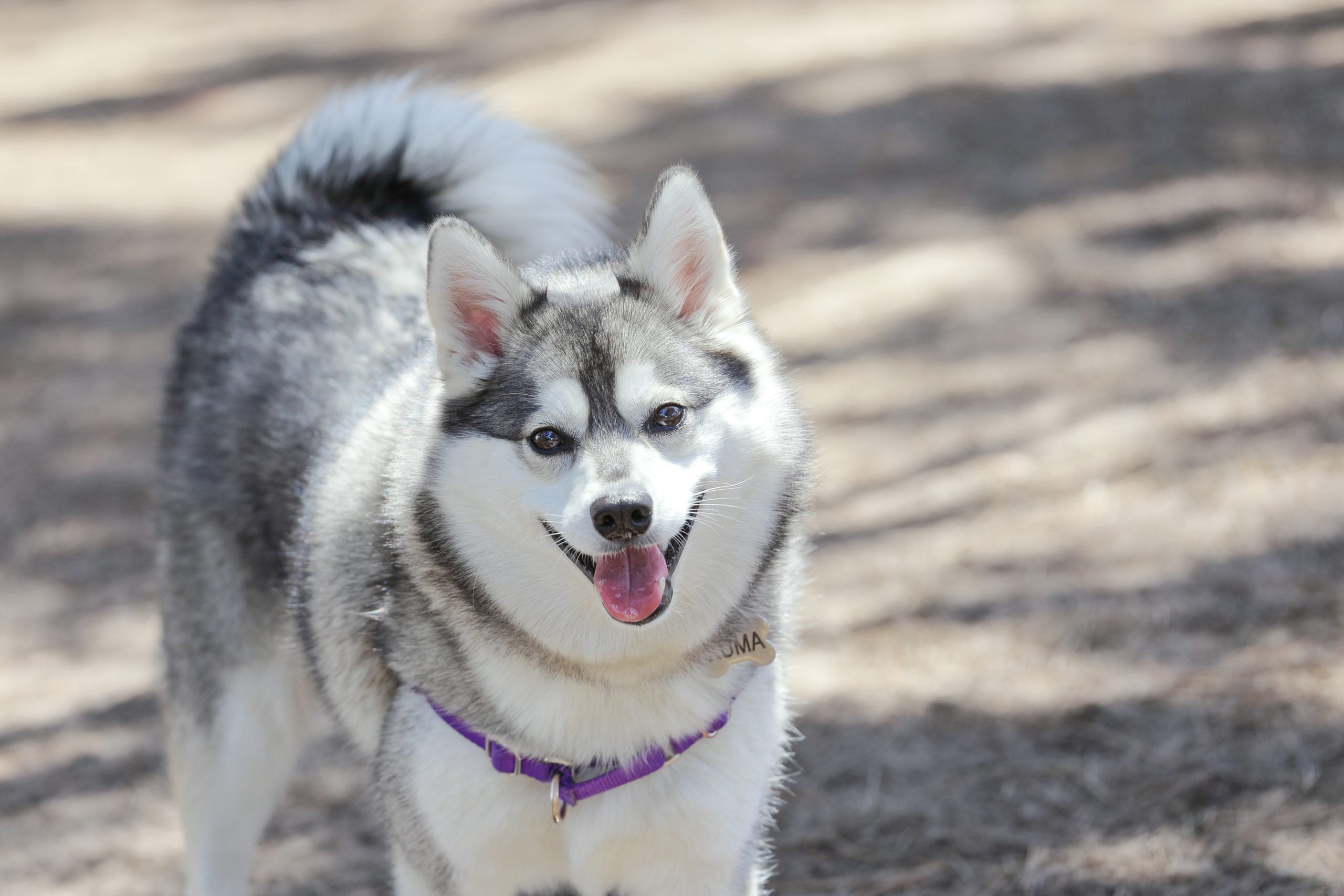 אלסקן קליי קאי Alaskan Klee Kai - אלונים